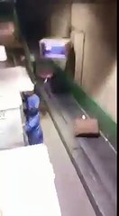 ‫كيف تقوم عملية رمي الفليجة الخطوط السعودية موش التونسية‬