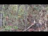 Wild tiger bear fight - rare footage Tiger vs Bear!