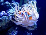 Clown fish hosting Condylactis anemone.