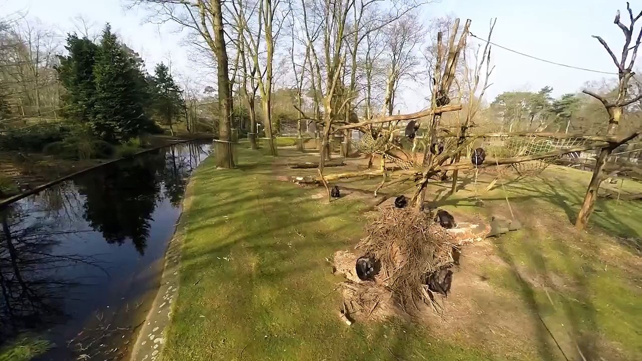 Un chimpanzé frappe un drone en plein vol