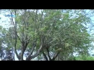 Con la primavera llegan las flores...  y las alergias