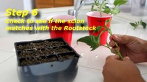 How To Guide to - No Roots Tomato Grafting  (HD) Video Journal 6-10-2013