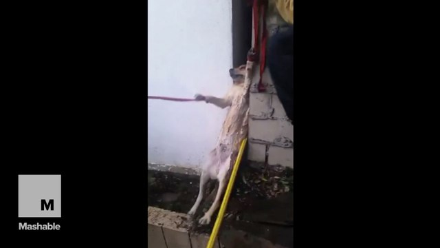 California firefighters rescue dog from six-inch-wide gap