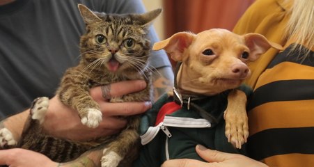 Lil Bub and Tuna the Dog Meet for the First Time