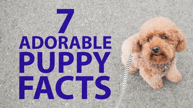 7 Adorable Puppy Facts