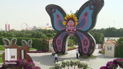A look inside the world's largest indoor butterfly park