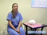 Pet Rabbit Care : Spaying & Neutering Pet Rabbits