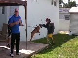 Teaching your dog to bite (Protection Training 101) by the Miami Dog Whisperer