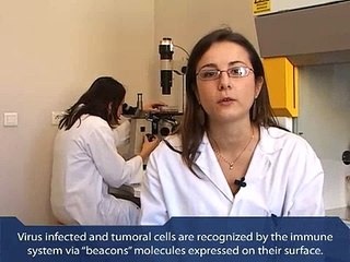 Inserm U576 Régulations des réactions immunitaires