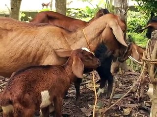 Raising Goats in the Philippines