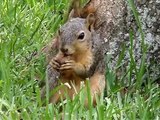 Feeding my Wild-Pet Squirrels