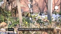 euronews science - Nature fights the freeze