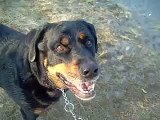 Poodle attacks Rottweiler