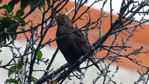 Ptice Hrvatske - Kos (Turdus merula) (Birds of Croatia - Blackbird) (1/2)