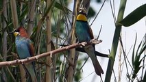 Ptice Hrvatske - Pčelarica (Merops apiaster) (Birds of Croatia - Bee-eater) (1/3)