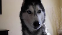Mishka Calls for Laika! - Dogs Talking
