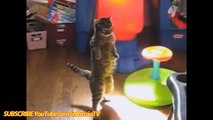 FUNNY VIDEOS: Funny Cats - Smart Funny Cats & Kittens - Funny Videos Compilation - Funny Kitty
