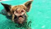 MUST SEE: Swimming Pigs in Exuma Bahamas!