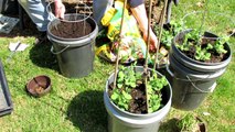 How to Grow Peas in Containers: Planting to Picking