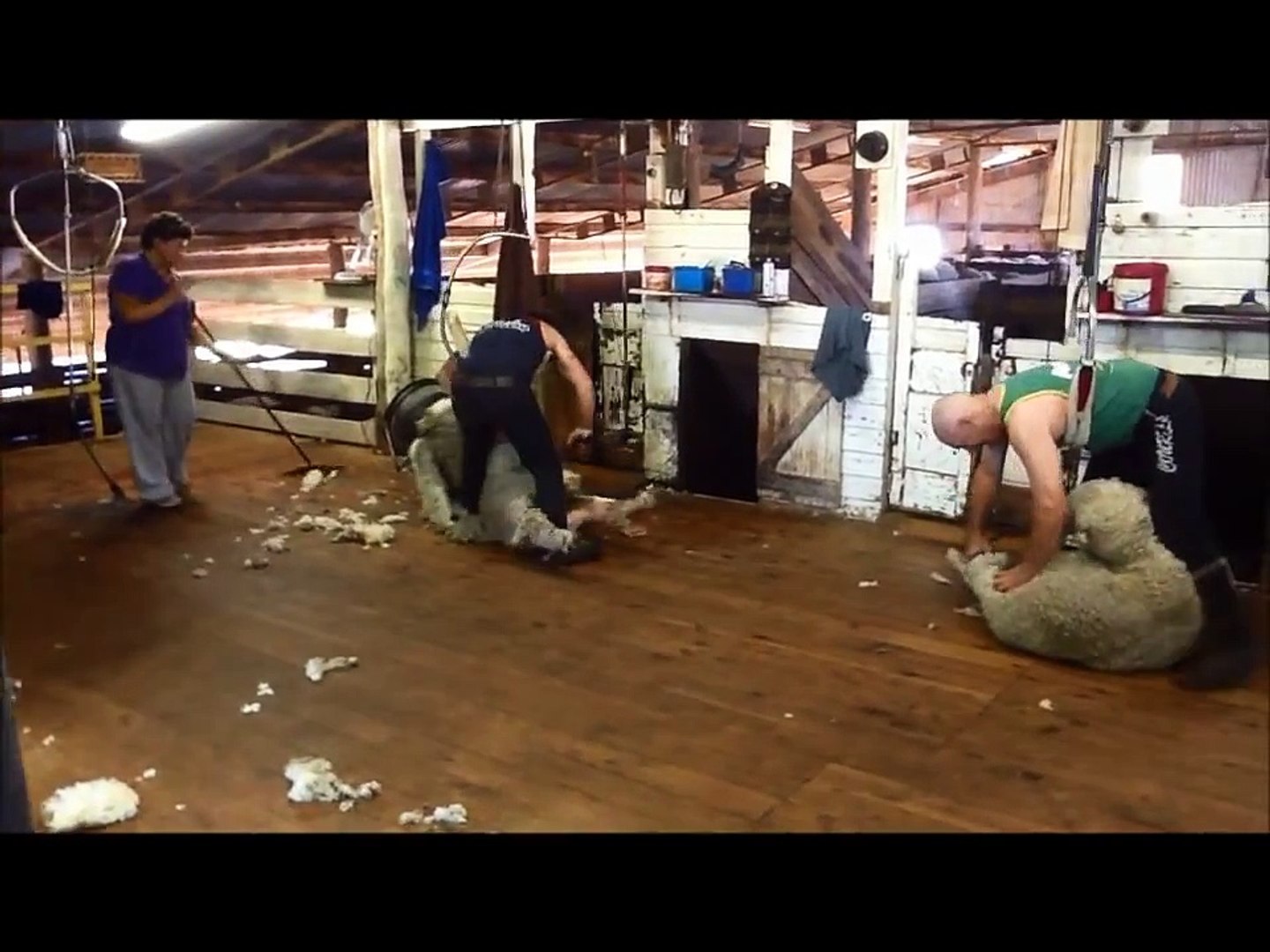 ⁣Shearing Merino Sheep at Roseville Park