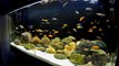 African Cichlids Aquarium - Lake Malawi