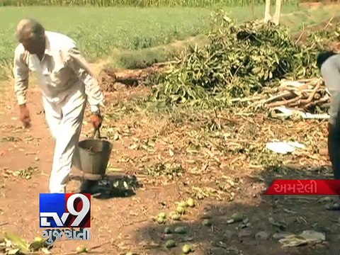 Unseasonal rains ravage mango crops - Tv9 Gujarati