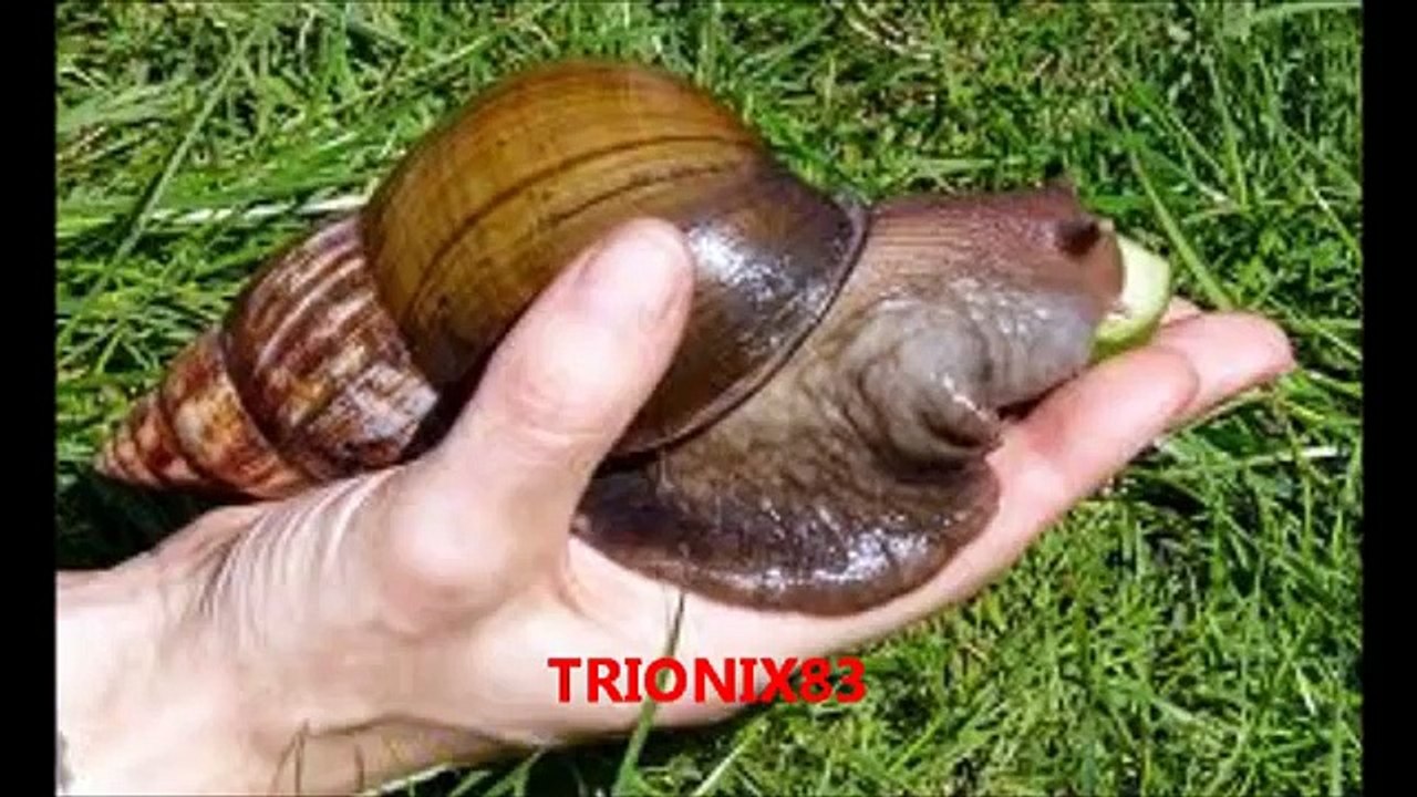 Las cosas mas grandes y extrañas del mundo: Algunos animales extraños gigantes y cosas gigantes