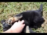 Cute German Shepherd Puppies Playing