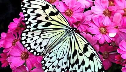 Liebe statt Angst - Louise L. Hay (Visionsmeditation)