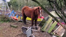 Horses rescued from Crunchies Animal Rescue Sanctuary are still recovering