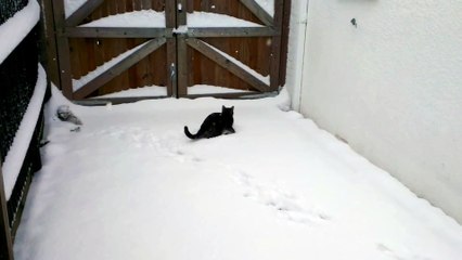 Cat meets snow (Original)