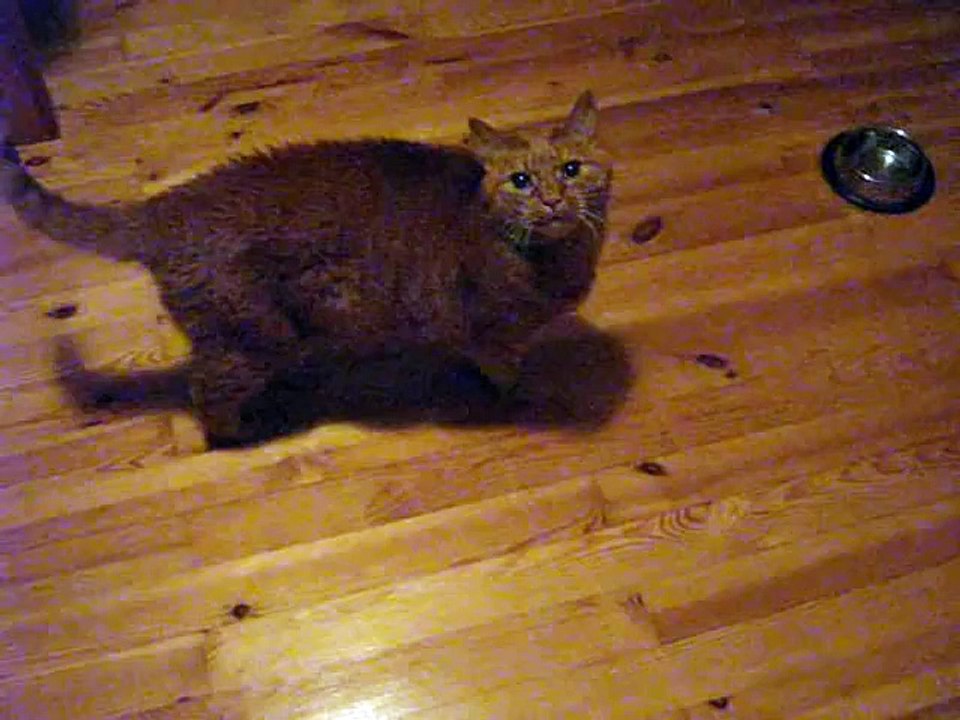 Cat meowing and purring