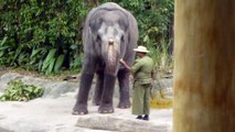 だだをこねるゾウ　　シンガポール動物園