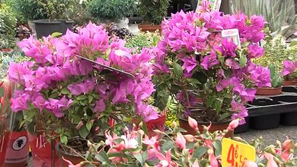 Le lent déclin du marché aux fleurs