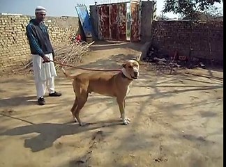 my bully kutta in pakistan 2