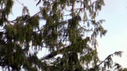 Bald Eagle catches salmon