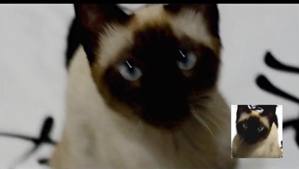 Game of Thrones opening sung by a cat [ORIGINAL UPLOAD]