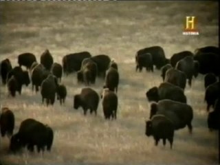 Télécharger la video: Caza masiva de bisontes (1870-80)