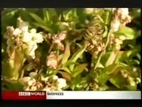BBC News Bees Dying