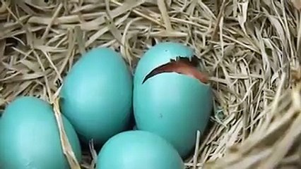 Baby Birth Hatching - Live Born