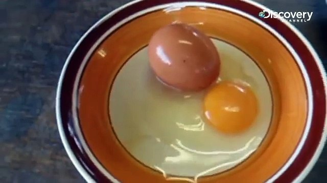 Giant Egg - You Have Been Warned