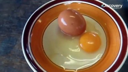 Giant Egg - You Have Been Warned