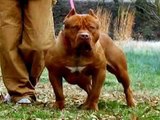 Real APBT VS American bully