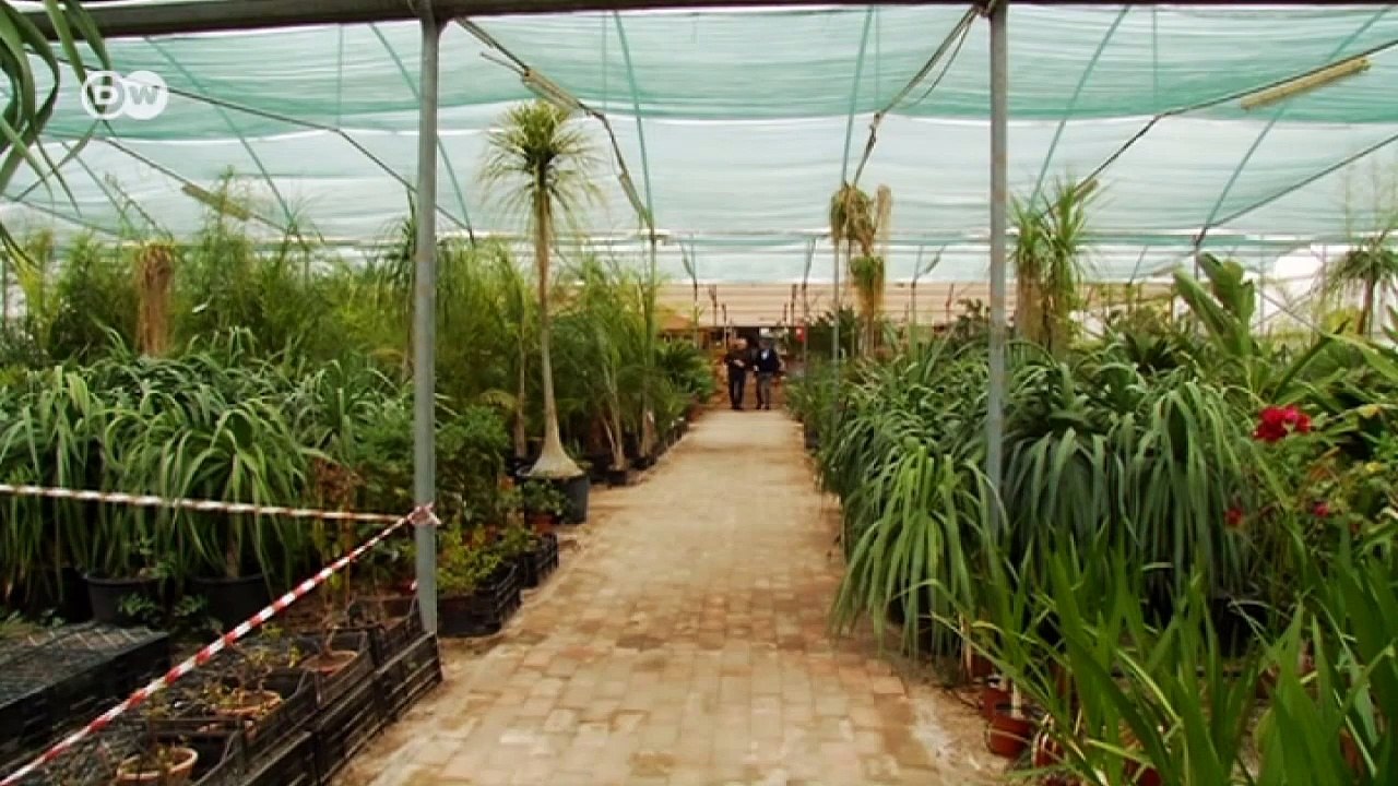 Italien: zerstörte Olivenhaine | Fokus Europa