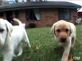 Labrador Puppies Playing Around in Yard - Very Cute!!
