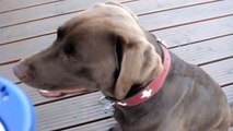 Grundstein für die Hunde Erziehung und das Hundetraining richig belohnen Hunde Video