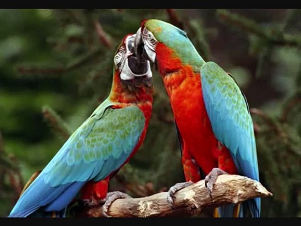 como te olvido. Vallenato. Binomio de oro.