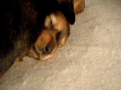 bébés teckel a poil long 3 semaines