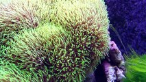 55 Gallon Reef Aquarium True HD