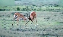 Çiftleşmek İçin Kavga Eden Antilop Aslana Yem Oldu